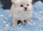 Blue Lxnx Point Ragdoll Male TICA - Ragdoll Cat For Sale - Daytona Beach&comma; FL&comma; US