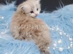 Seal Mink Mackerel Tabby Bicolor Male Ragdoll TICA - Ragdoll Cat For Sale - Daytona Beach&comma; FL&comma; US