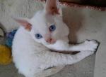 Tippy - Devon Rex Cat For Sale - Stanford&comma; MT&comma; US