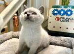 Mini - British Shorthair Cat For Sale - Rancho Cucamonga&comma; CA&comma; US