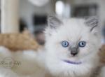 EVIE - Ragdoll Cat For Sale - Fontana&comma; CA&comma; US