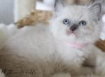 EMY - Ragdoll Cat For Sale - Fontana&comma; CA&comma; US