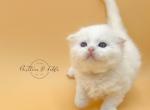 FRISKY - Scottish Fold Cat For Sale - Fontana&comma; CA&comma; US