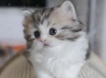 GRANGER - Scottish Straight Cat For Sale - Fontana&comma; CA&comma; US