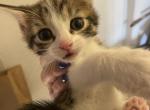 Lita - Domestic Cat For Sale - Bronx&comma; NY&comma; US