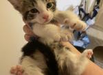 Kevin - Domestic Cat For Sale - Bronx&comma; NY&comma; US