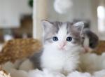 GRAYSON - Scottish Straight Cat For Sale - Fontana&comma; CA&comma; US