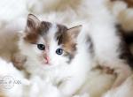 G - Scottish Straight Cat For Sale - Fontana&comma; CA&comma; US
