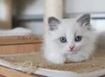 EDEN - Ragdoll Cat For Sale - Fontana&comma; CA&comma; US