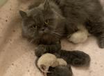 CFA Registered Persian Kittens - Persian Cat For Sale - Conyers&comma; GA&comma; US