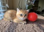 Barbara - Scottish Straight Cat For Sale - Holland&comma; PA&comma; US