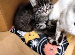 Fluffy - American Longhair Cat For Sale - Denver&comma; CO&comma; US