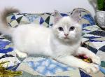 Savory - Ragdoll Cat For Sale - Tuscaloosa&comma; AL&comma; US