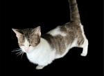 Shine - Munchkin Cat For Sale/Retired Breeding - FL&comma; US