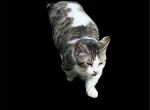 Shimmer - Munchkin Cat For Sale/Retired Breeding - FL&comma; US