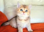 Miso - British Shorthair Cat For Sale - New York&comma; NY&comma; US