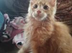 Simon the red - Maine Coon Cat For Sale - Crestview&comma; FL&comma; US