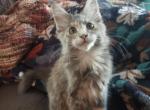 Della - Maine Coon Cat For Sale - Crestview&comma; FL&comma; US
