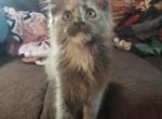 Jazmine - Maine Coon Cat For Sale - Crestview&comma; FL&comma; US