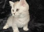 Artur - Scottish Straight Cat For Sale - Brooklyn&comma; NY&comma; US
