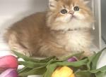 Mocha - British Shorthair Cat For Sale - Woodruff&comma; SC&comma; US