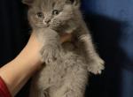 Traditional blue boy - British Shorthair Cat For Sale - Fort Wayne&comma; IN&comma; US