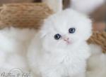 FLUFFY - Scottish Fold Cat For Sale - Fontana&comma; CA&comma; US