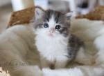 GRACIE - Scottish Straight Cat For Sale - Fontana&comma; CA&comma; US