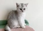 Mike - Scottish Straight Cat For Sale - New York&comma; NY&comma; US