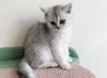 Mike - Scottish Straight Cat For Sale - Brooklyn&comma; NY&comma; US