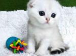 Snow silver shaded chinchilla green eyed baby girl - Scottish Fold Kitten For Sale - TX&comma; US
