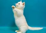 Edwin and Enrico cream minuet boys with short legs - Munchkin Cat For Sale - TX&comma; US