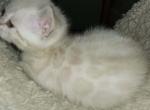 Andie and Bruce Lee - Bengal Cat For Sale - Bradner&comma; OH&comma; US