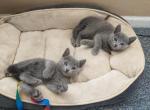 Clover and Jasper litter - Russian Blue Cat For Sale - Hallsville&comma; MO&comma; US