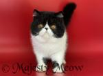 Falcon - Exotic Cat For Sale - Yucca Valley&comma; CA&comma; US