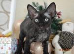Finn - Devon Rex Cat For Sale - Brooklyn&comma; NY&comma; US