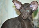 Franky - Oriental Cat For Sale - Brooklyn&comma; NY&comma; US