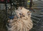 CFA Registered Himalayan Kitten - Himalayan Cat For Sale - Greenville&comma; OH&comma; US