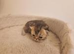 Tabby Persian Kitten - Persian Cat For Sale - Greenville&comma; OH&comma; US