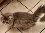 Male Persian Kitten - Persian Cat For Sale - Greenville&comma; OH&comma; US