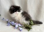 Delilah - Persian Cat For Sale - Lexington&comma; KY&comma; US