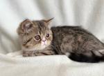 Liam - Exotic Cat For Sale - Lexington&comma; KY&comma; US