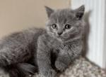 Richard - British Shorthair Cat For Sale - Huntington&comma; NY&comma; US