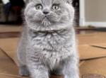 Marisa - Scottish Fold Cat For Sale - Huntington&comma; NY&comma; US