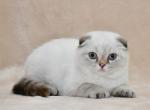 Xandra - Scottish Fold Cat For Sale - Chicago&comma; IL&comma; US