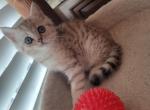 Maximus2 - Scottish Straight Cat For Sale - Holland&comma; PA&comma; US