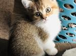 Disco - British Shorthair Cat For Sale - WI&comma; US