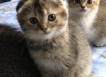 Donna - Scottish Fold Cat For Sale - WI&comma; US