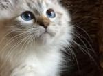 Aria - Siberian Cat For Sale - North Port&comma; FL&comma; US