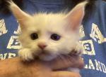 Willow & Chatham's Kittens B - Maine Coon Cat For Sale - Fall River&comma; MA&comma; US